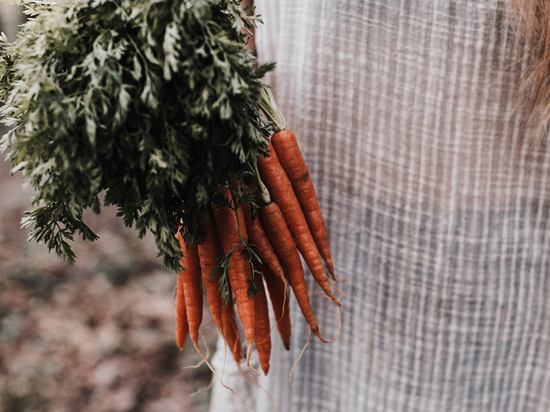 Carrots Garden 