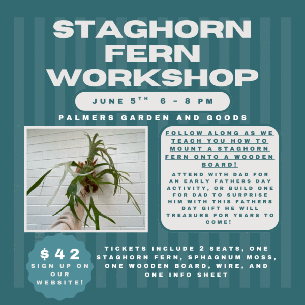 Staghorn Fern Workshop
