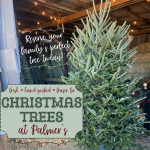 Fraser Fir Christmas Trees